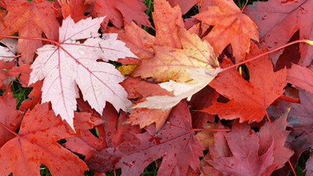 Red Leaves